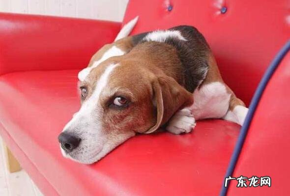 细小病毒应当如何治疗?关键有这5点