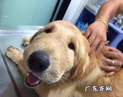 小狗中毒了该怎么办，小狗普遍的食物中毒症状剖析