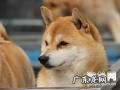 犬瘟的病症及预防方式