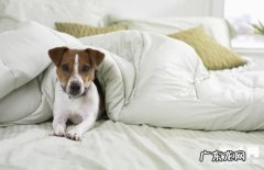 犬外耳炎如何确诊？