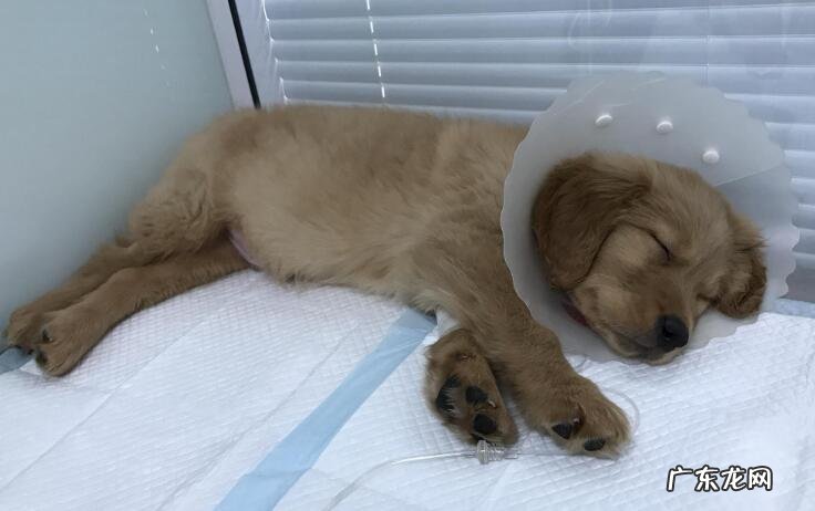 犬瘟并发症有什么,这种并发症你清楚吗