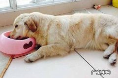 犬瘟并发症有什么，这种并发症你清楚吗