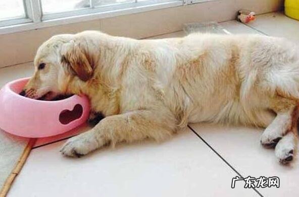 犬瘟并发症有什么,这种并发症你清楚吗