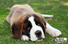 狗狗拉肚子吃什么食物？