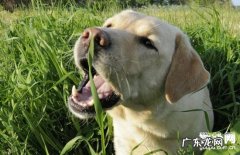 狗狗拉稀吃啥？