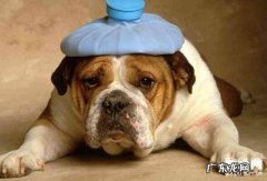 父母必不可少掌握的专业知识：小狗狗呕吐的原因及治疗方法!