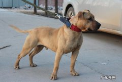 犬冠状病毒的病症及治疗方法！初学者父母必读