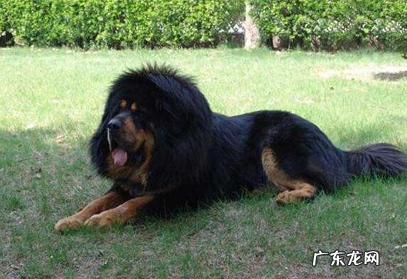 犬冠状病毒的病症及治疗方法！初学者父母必读