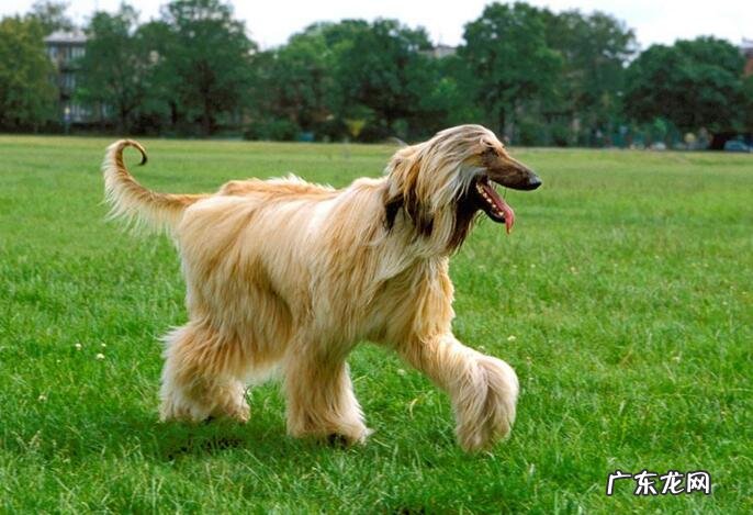 犬冠状病毒的病症及治疗方法！初学者父母必读