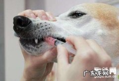 狗狗流鼻涕吃什么中药?人们药物要谨慎使用!