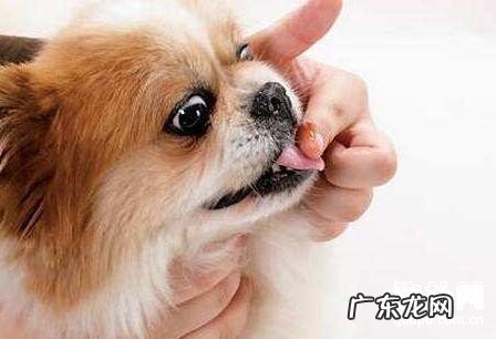 狗狗流鼻涕吃什么中药?人们药物要谨慎使用!