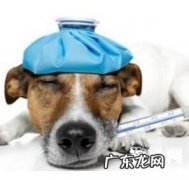 狗狗感冒了如何治疗
