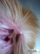 小狗耳疥虫的病症及治疗方法