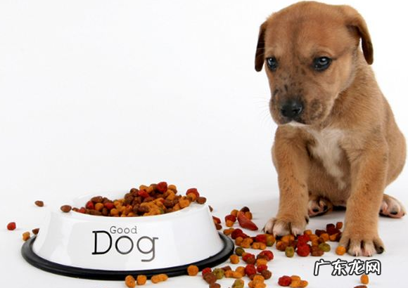 狗狗挑食没营养成分该怎么办，小狗营养膏来解围