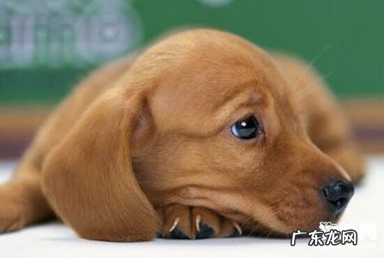 小狗得了肠胃炎怎么办，怎么治疗？