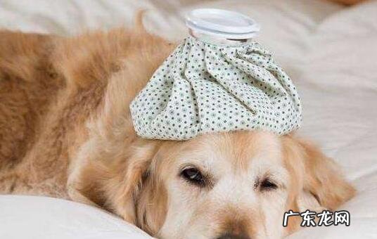 狗狗感冒有哪些症状，狗狗感冒的症状表现！