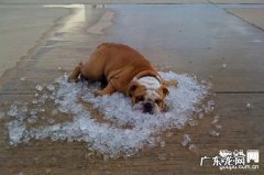 【小狗龟头炎症状】犬包皮龟头炎缘故|确诊|防止及治疗方法