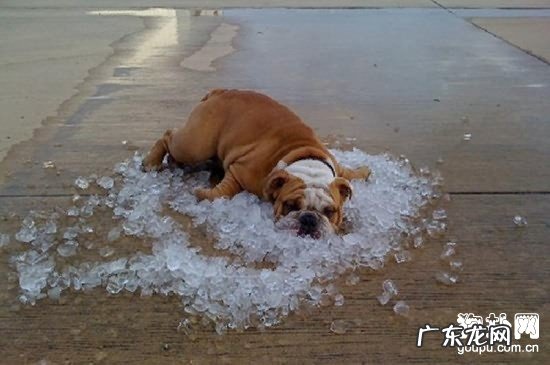 【小狗龟头炎症状】犬包皮龟头炎缘故|确诊|防止及治疗方法