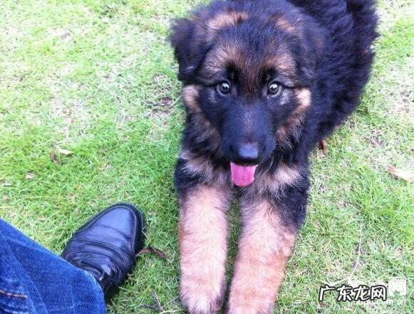 狗狗安乐死的全过程