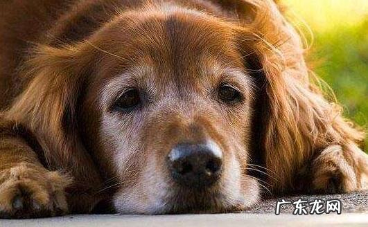 狗狗吐黄水的缘故及治疗措施