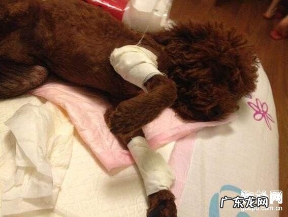 狗狗骨折了该怎么办,应当采用什么对策