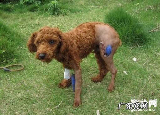 狗狗骨折了该怎么办,应当采用什么对策