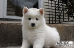 【小狗囊肿病症】犬囊肿缘故|确诊|防止及治疗方法