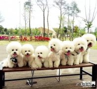 假如小狗出現干咳嗽作呕的状况关键吗