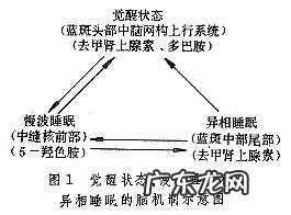 睡眠的形成机制 睡眠的机制是什么