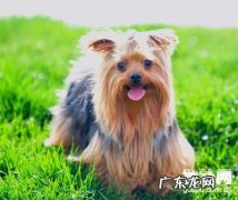 小狗过敏老不是听的抓该怎么办