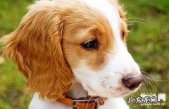 【小狗包皮过长病症】犬包皮长缘故|确诊|防止及治疗方法