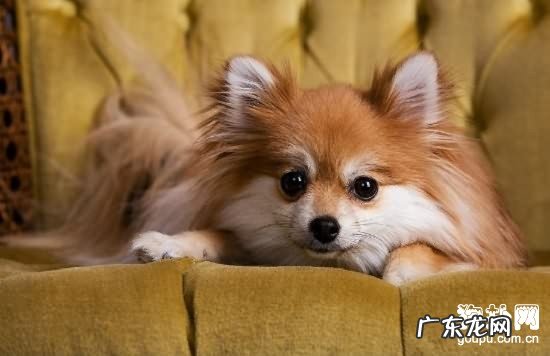 犬促甲状腺素片的医治