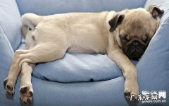 小狗狗拉稀怎么办?狗狗拉稀缘故及医护关键点!