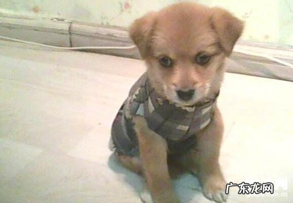 小狗狗拉稀怎么办?狗狗拉稀缘故及医护关键点!