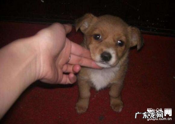 狗狗咳嗽吃什么中药?查清发病原因是重要!