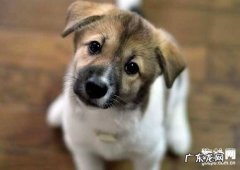 狗狗咳嗽吃什么中药?查清发病原因是重要!