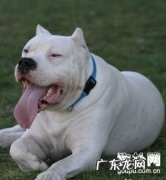 小狗长虱子了该怎么办，如何预防和消灭跳蚤