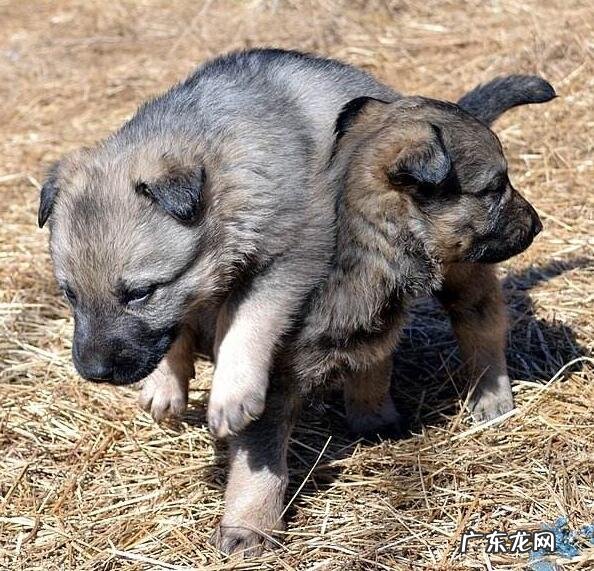 小狗身上有跳蚤该怎么办?医治虱子的4个合理方式