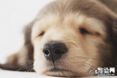 为何小狗鼻尖的色调会产生变化？