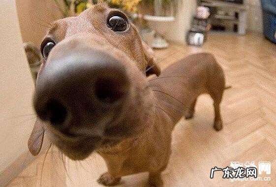 为何小狗鼻尖的色调会产生变化?