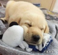 狗狗拉肚子吃什么中药，狗狗益生菌当做肠道菌群助手