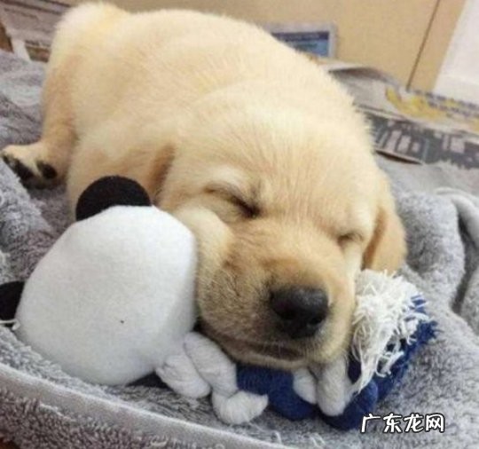 狗狗拉肚子吃什么中药,狗狗益生菌当做肠道菌群助手