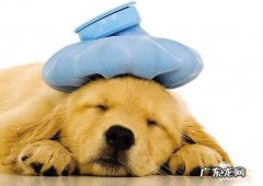 狗狗呕吐是为什么，狗狗呕吐的根本原因