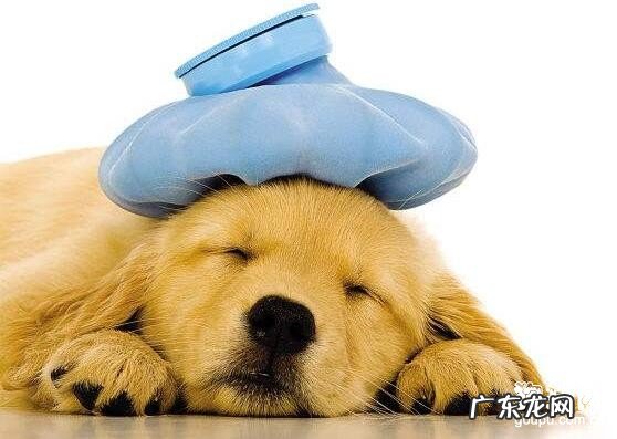 狗狗呕吐是为什么,狗狗呕吐的根本原因