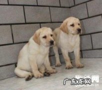 怎样预防犬疱疹病毒感染感柒？