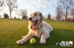 【小狗前列腺炎症病症】犬前列腺炎症缘故|确诊|防止及治疗方法