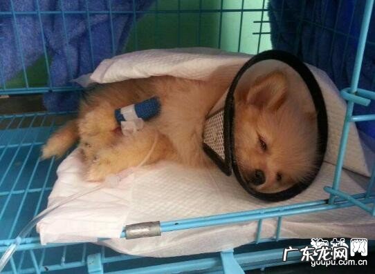 如何辨别皮肤过敏和溢脂性皮炎？