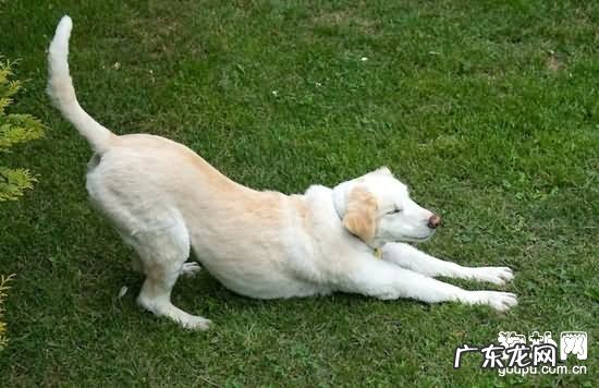 【犬魏氏梭菌病状】小狗魏氏梭菌病缘故及治疗方法