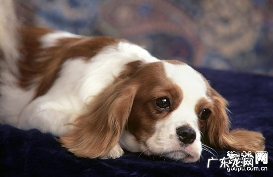 小狗得了肠胃炎怎么办？狗狗肠胃炎病症及治疗方法