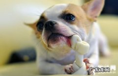 【犬球虫病病症】犬球虫病缘故|确诊|防止及治疗方法